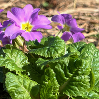 Primula juliae